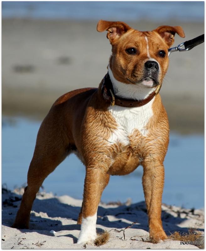 Staffordshire bull terrier Inez  billede 1