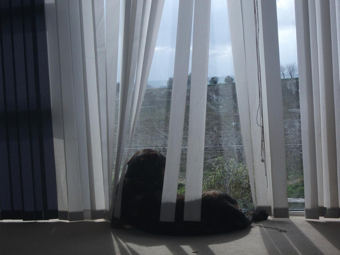 Blanding af racer samson MIN NYE LØBE VEN MIN MOR´S - stor samson kigger ud af vinduet billede 1