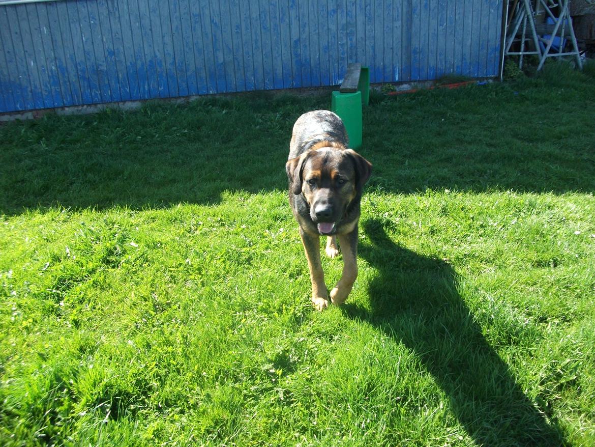 Blanding af racer samson MIN NYE LØBE VEN MIN MOR´S - samson billede 2