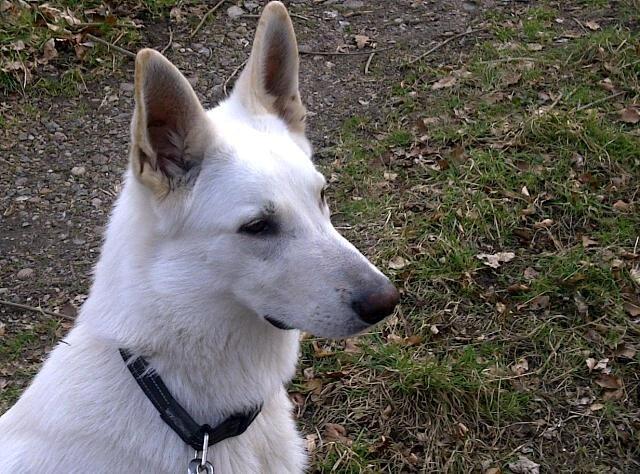 Hvid schæfer Scooby Doo - Er han ikke dejlig? billede 1