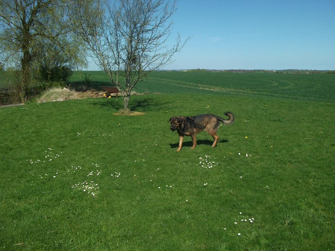 Blanding af racer samson MIN NYE LØBE VEN MIN MOR´S billede 3