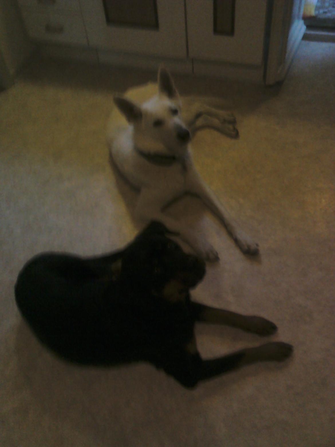 Hvid schæfer Scooby Doo billede 2