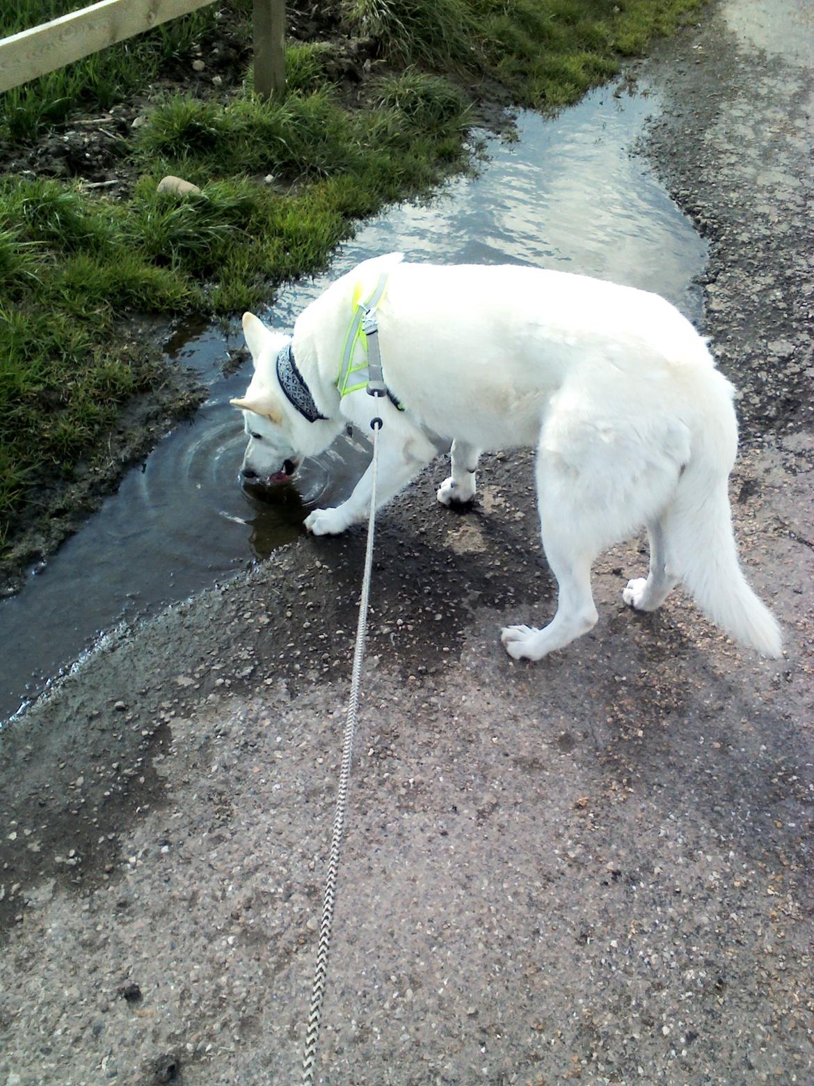 Hvid schæfer Scooby Doo billede 3