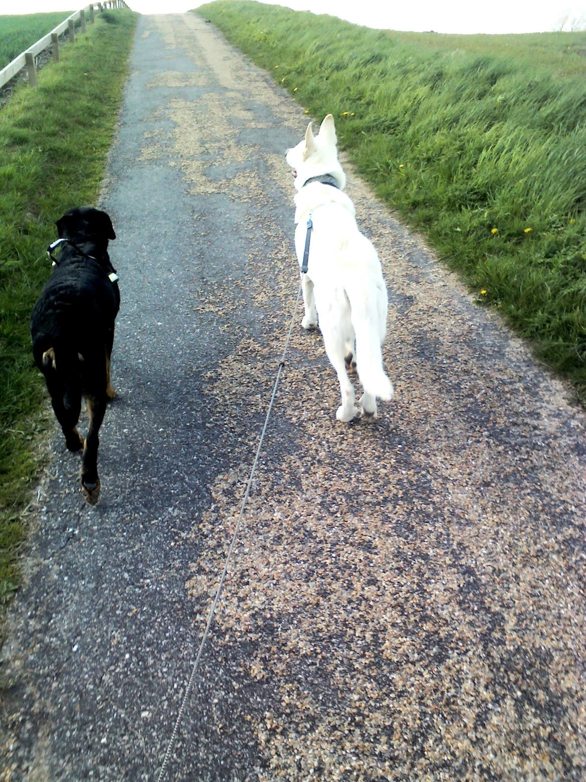 Hvid schæfer Scooby Doo billede 4