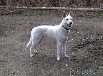 Hvid schæfer Scooby Doo billede 5