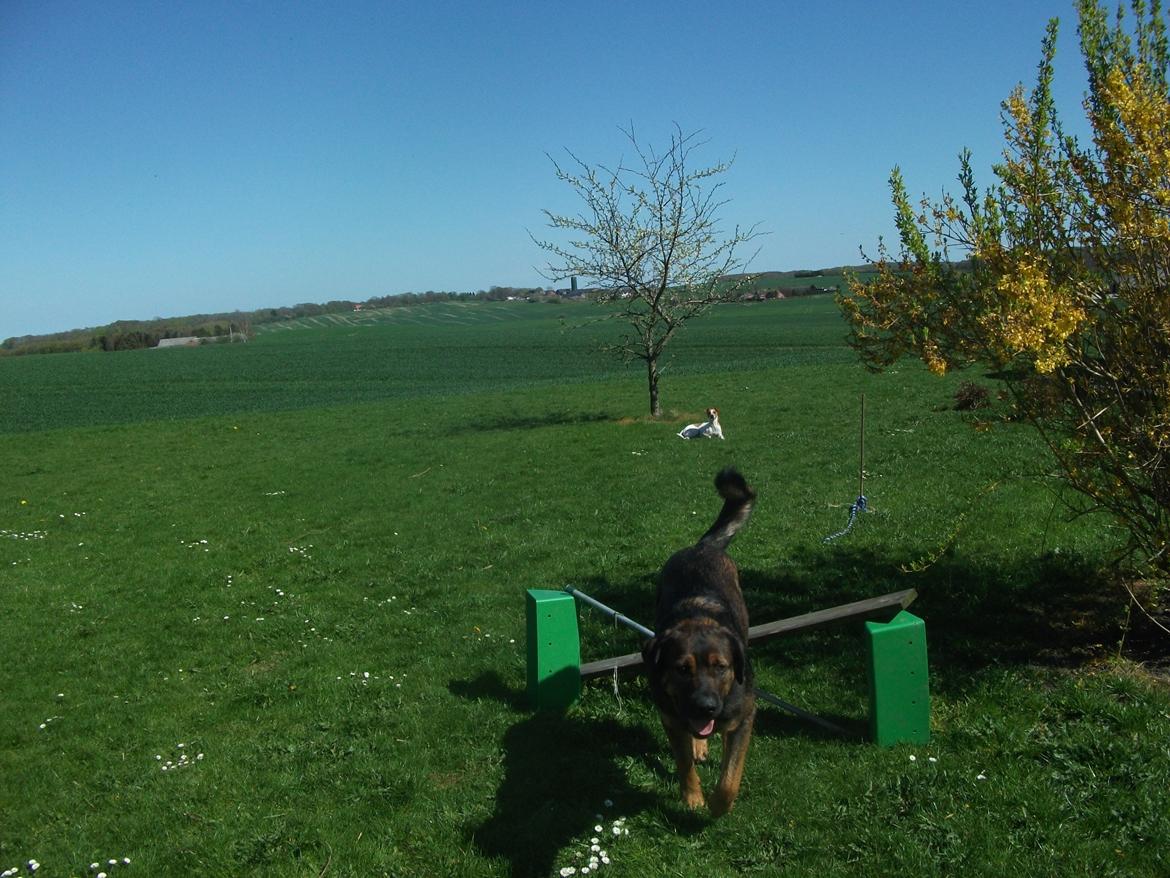 Blanding af racer samson MIN NYE LØBE VEN MIN MOR´S billede 4