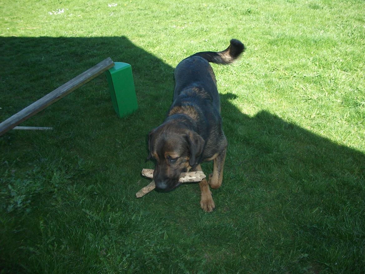 Blanding af racer samson MIN NYE LØBE VEN MIN MOR´S billede 5