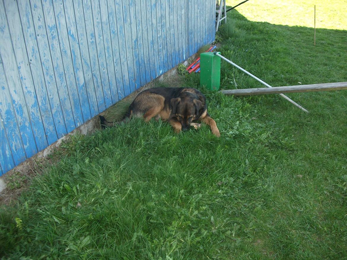 Blanding af racer samson MIN NYE LØBE VEN MIN MOR´S billede 6