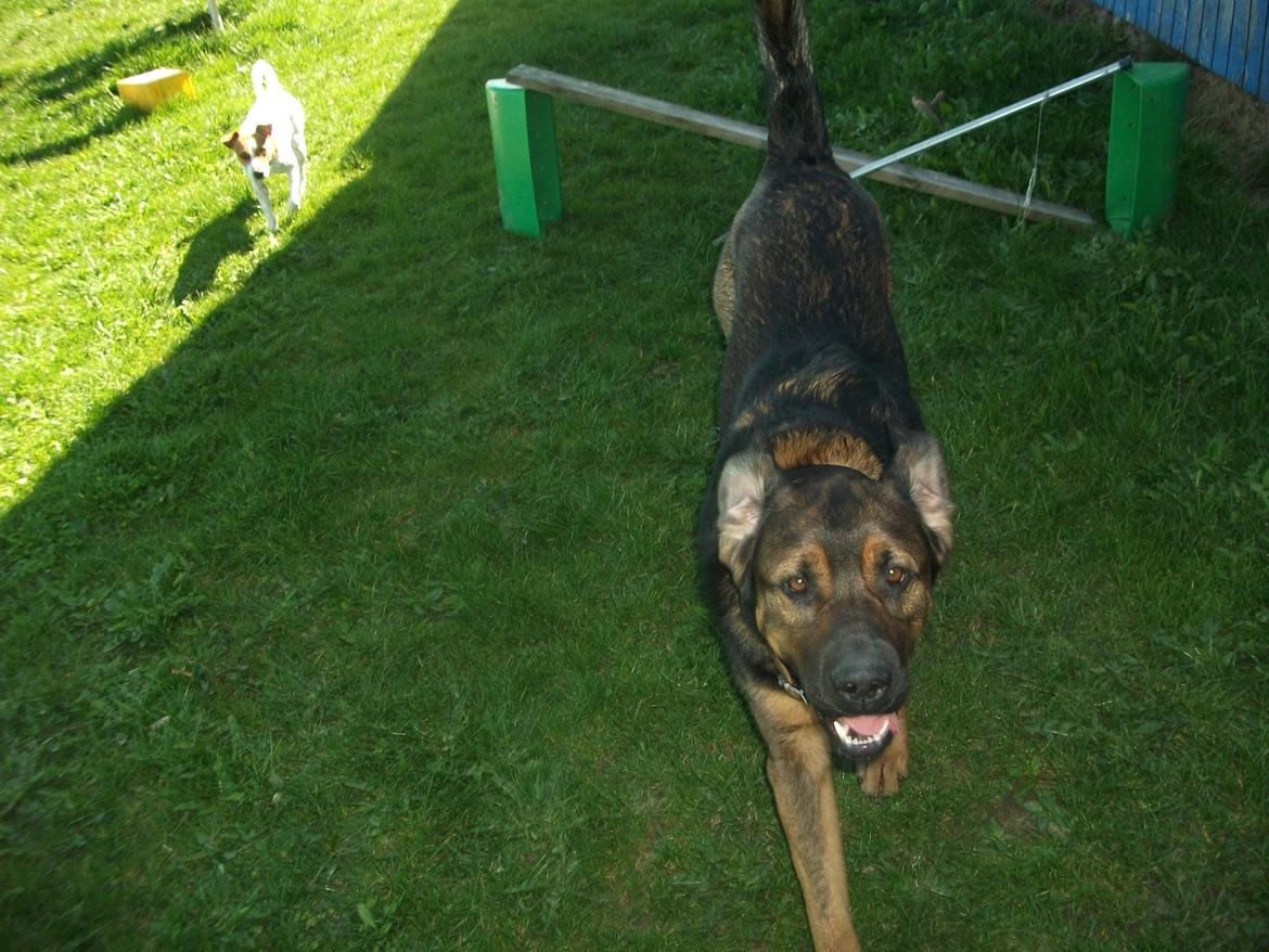 Blanding af racer samson MIN NYE LØBE VEN MIN MOR´S billede 7