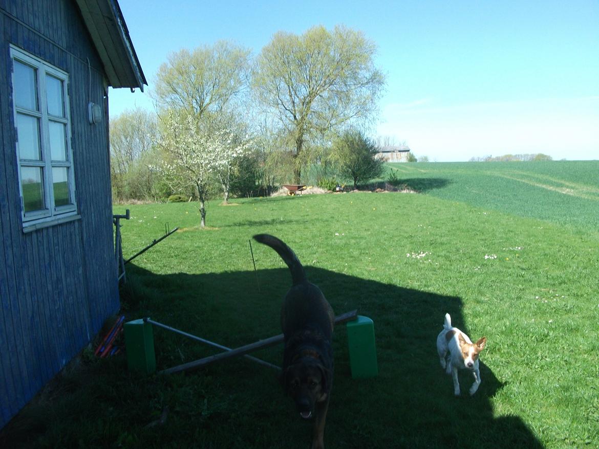 Blanding af racer samson MIN NYE LØBE VEN MIN MOR´S billede 8