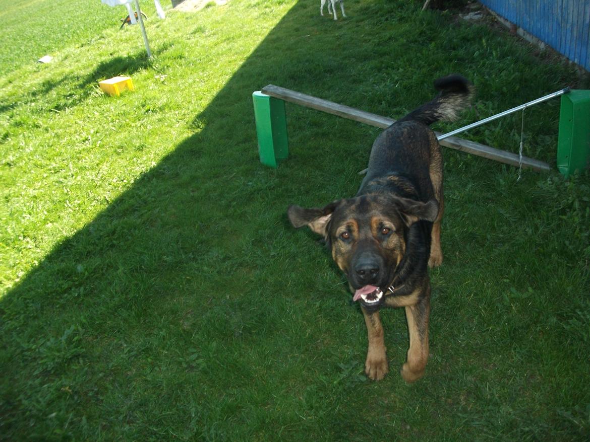 Blanding af racer samson MIN NYE LØBE VEN MIN MOR´S billede 9