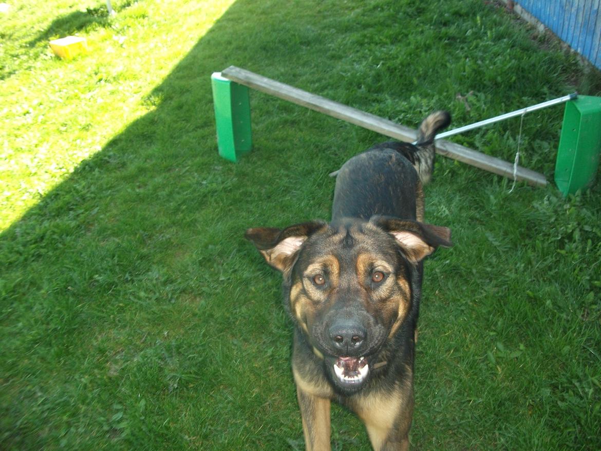 Blanding af racer samson MIN NYE LØBE VEN MIN MOR´S billede 10