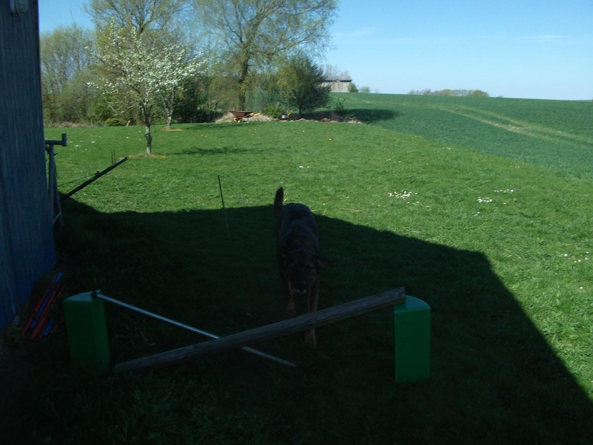 Blanding af racer samson MIN NYE LØBE VEN MIN MOR´S billede 11