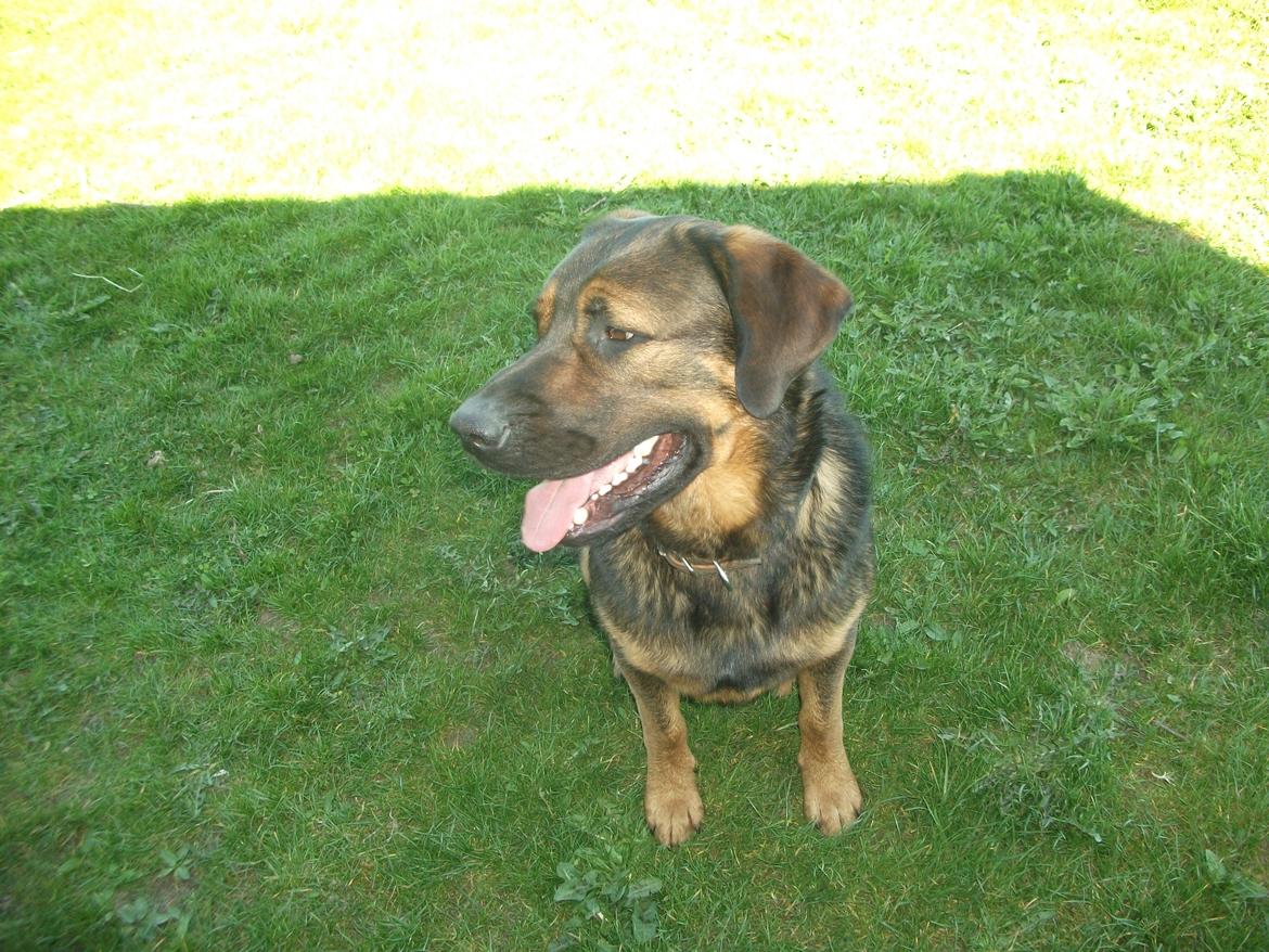 Blanding af racer samson MIN NYE LØBE VEN MIN MOR´S billede 12