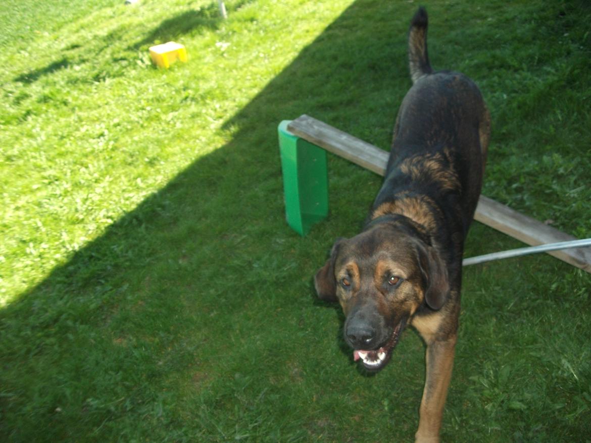 Blanding af racer samson MIN NYE LØBE VEN MIN MOR´S billede 13