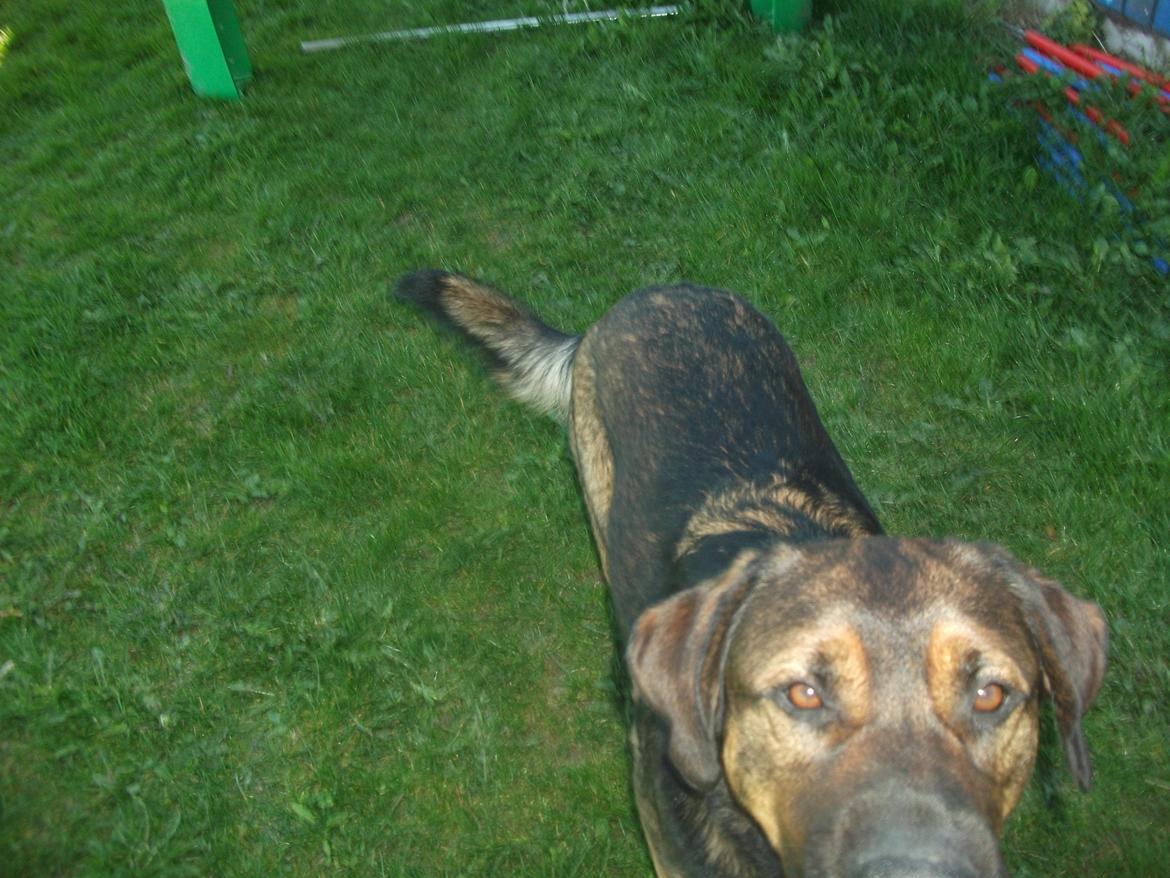 Blanding af racer samson MIN NYE LØBE VEN MIN MOR´S billede 14