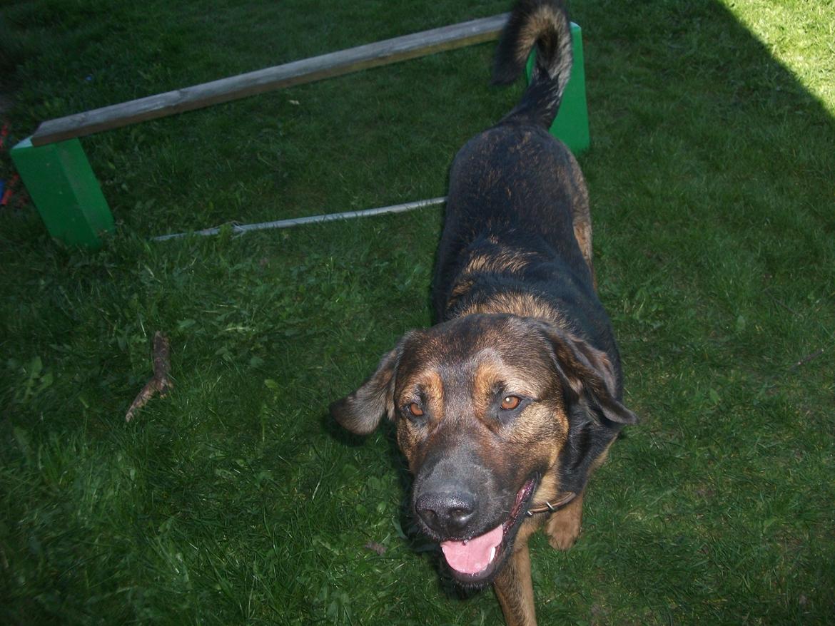 Blanding af racer samson MIN NYE LØBE VEN MIN MOR´S billede 15