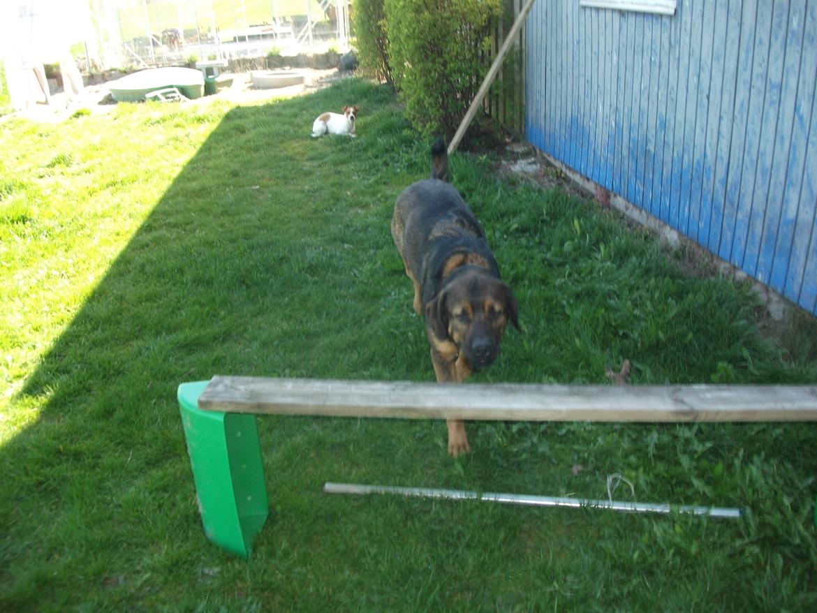 Blanding af racer samson MIN NYE LØBE VEN MIN MOR´S billede 16