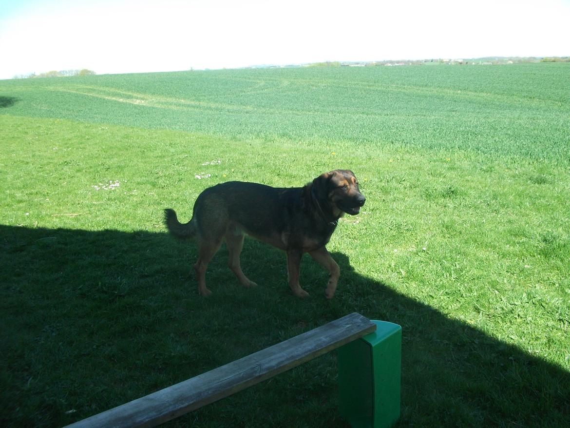 Blanding af racer samson MIN NYE LØBE VEN MIN MOR´S billede 17