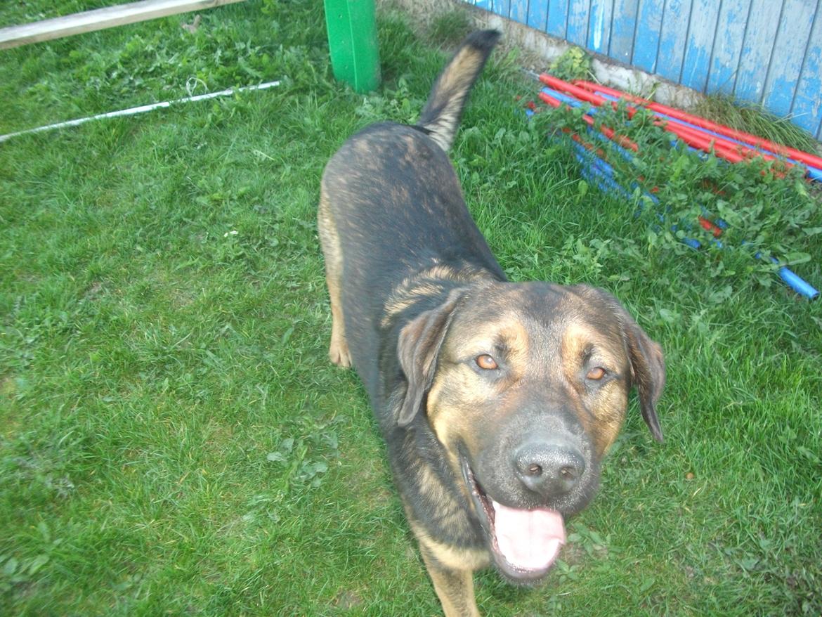 Blanding af racer samson MIN NYE LØBE VEN MIN MOR´S billede 18