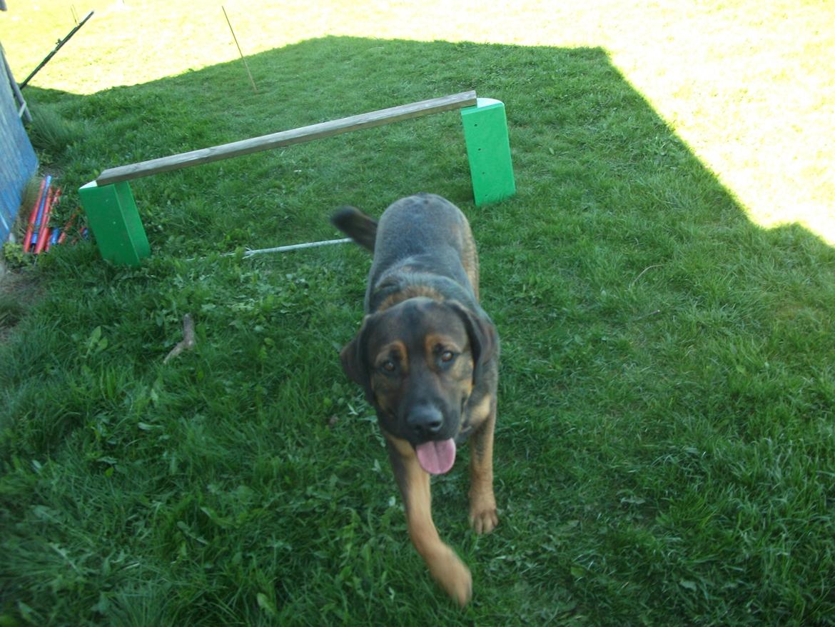 Blanding af racer samson MIN NYE LØBE VEN MIN MOR´S billede 19