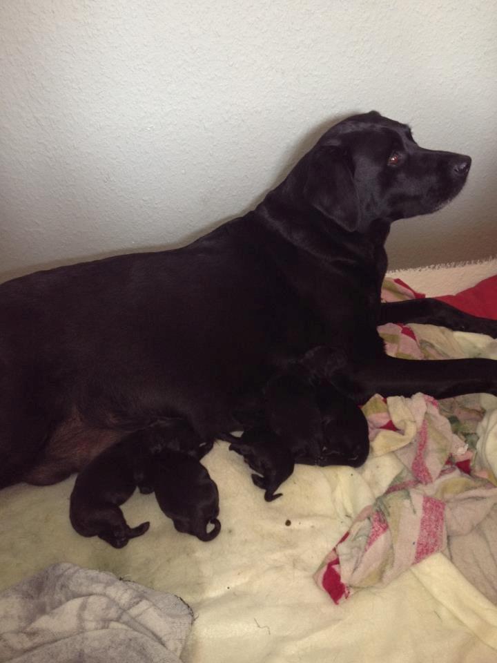 Labrador retriever Diva - Diva og hendes smukke hvalpe. billede 1