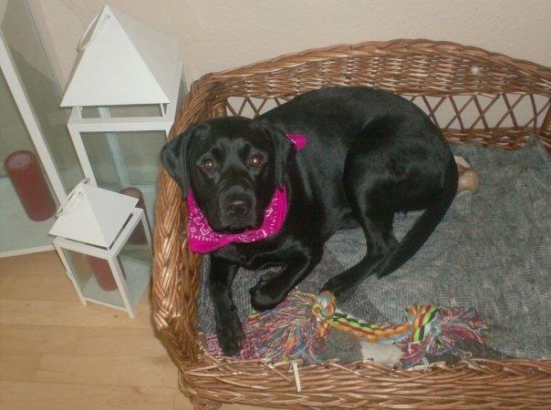 Labrador retriever Diva billede 2