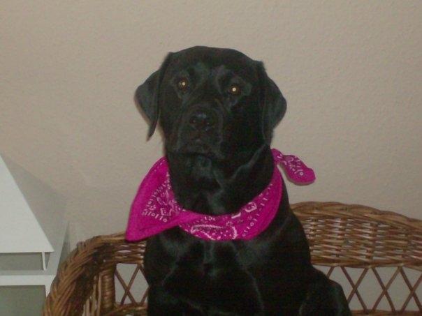 Labrador retriever Diva billede 3