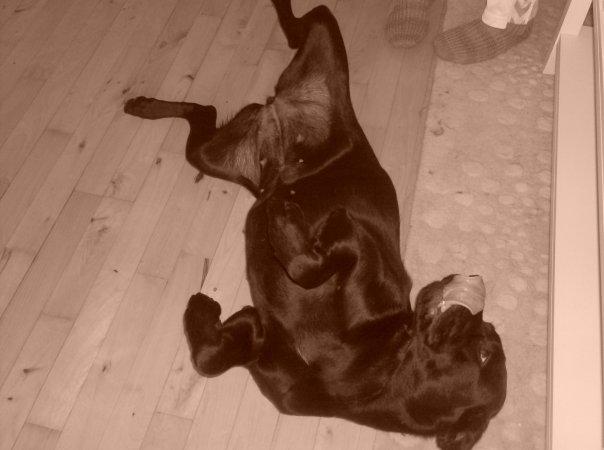 Labrador retriever Diva billede 4