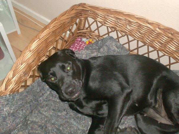 Labrador retriever Diva billede 5