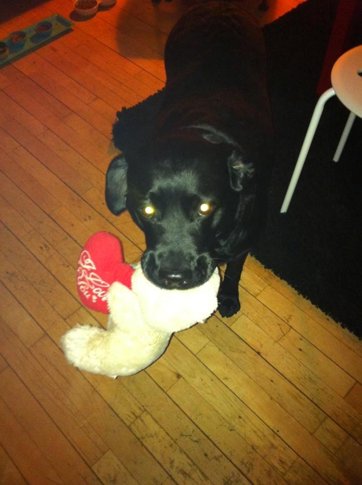 Labrador retriever Diva billede 6