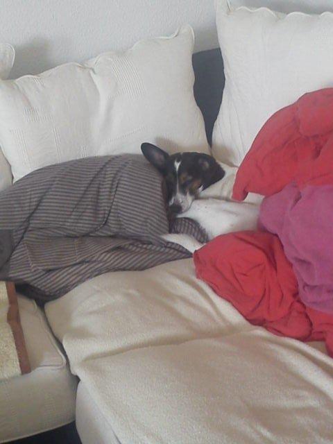 Blanding af racer Tøsen - Jeg putter sødt :) billede 1