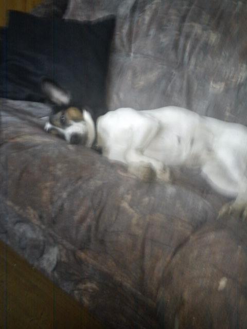 Blanding af racer Tøsen - Aaaahhhh...... billede 2