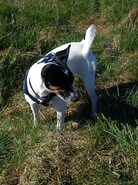 Blanding af racer Tøsen - Hmm...  Hvor skal jeg grave nu  :) billede 3