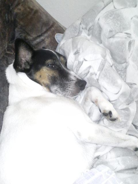 Blanding af racer Tøsen - Dejligt med en dyne. billede 4