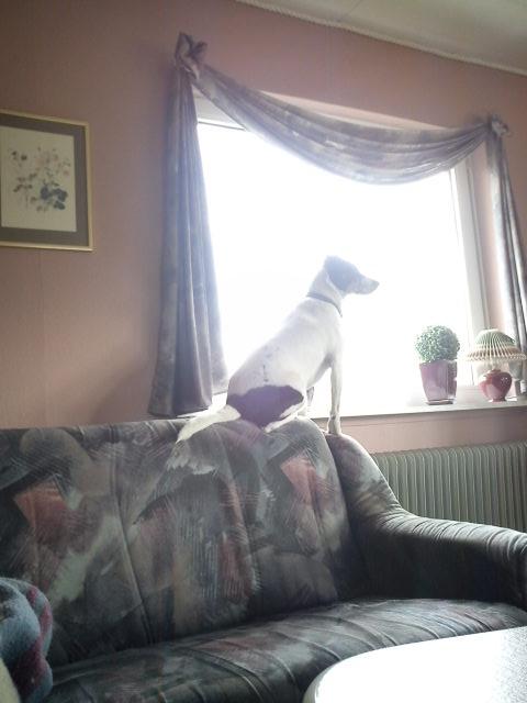 Blanding af racer Vappe - Tjekker om fuglene er fr&#230;kke... billede 3