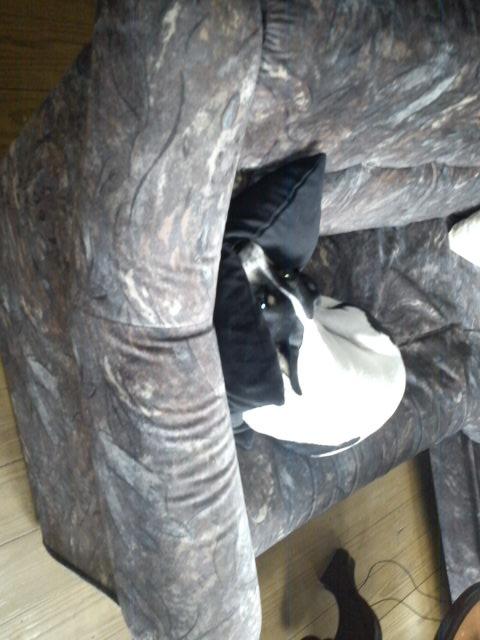 Blanding af racer Vappe - Hmm...  Mor har sagt jeg skal ligge stille...  Hmm...  :) billede 4