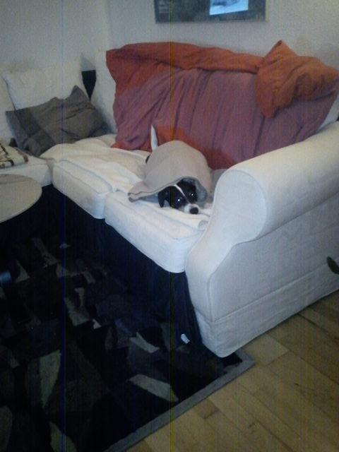 Blanding af racer Vappe - Kuk..  Leger gemmeleg og ingen kan nok ikke finde mig  :) billede 5