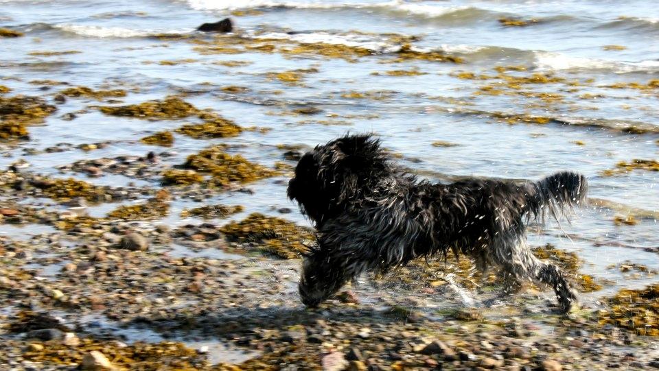 Schapendoes (Fanica Sylvester Stjernestøv) AKA Bottjes billede 4