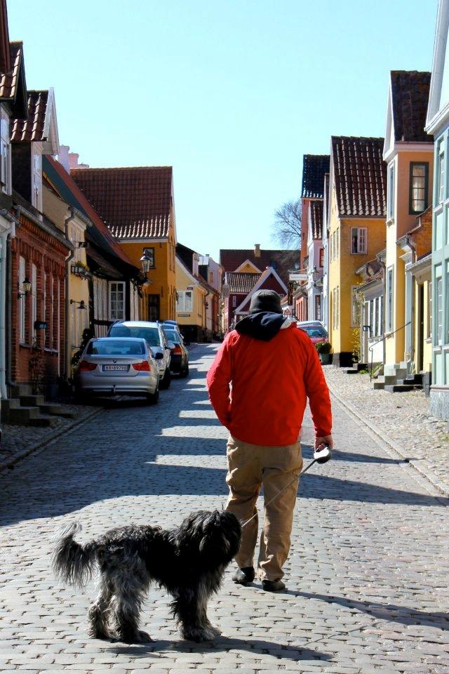Schapendoes (Fanica Sylvester Stjernestøv) AKA Bottjes billede 5