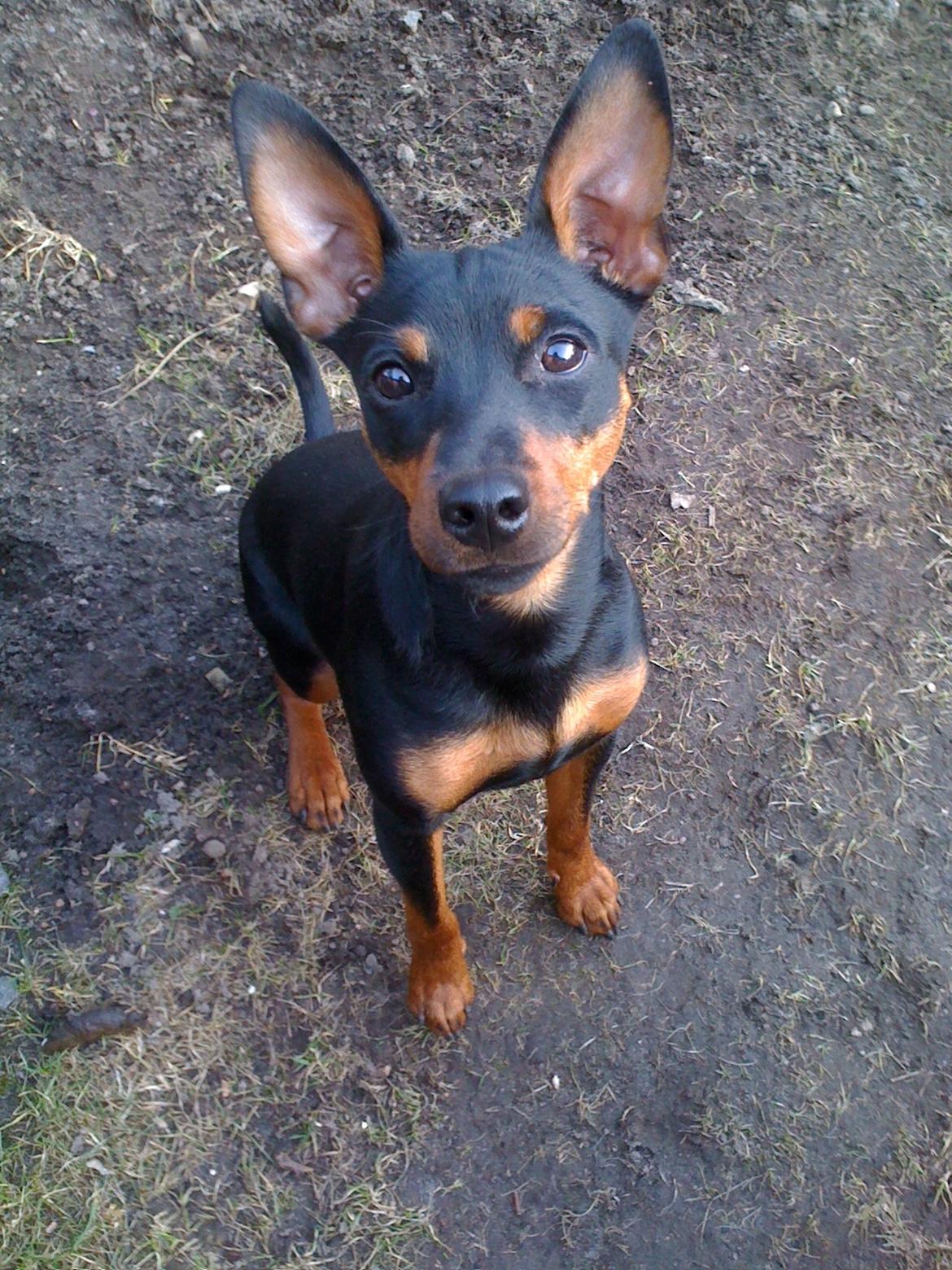 Blanding af racer Cisco billede 1