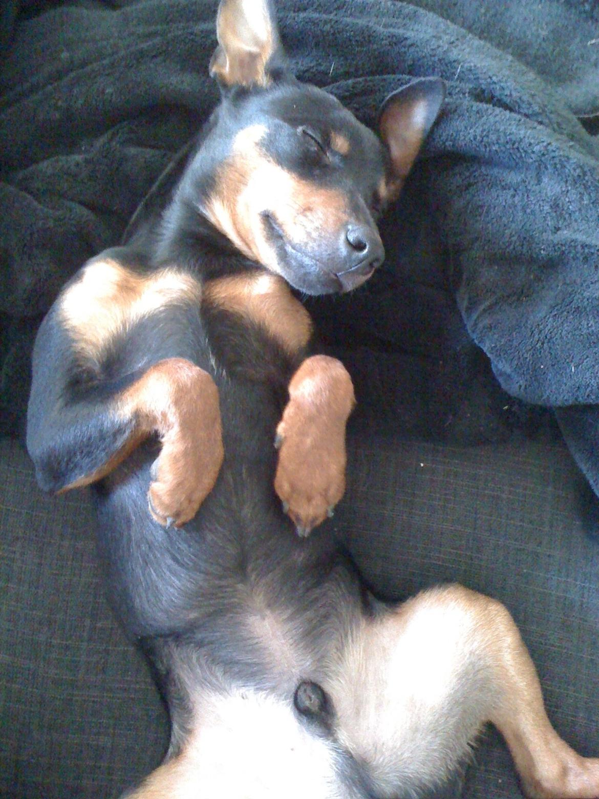 Blanding af racer Cisco billede 6