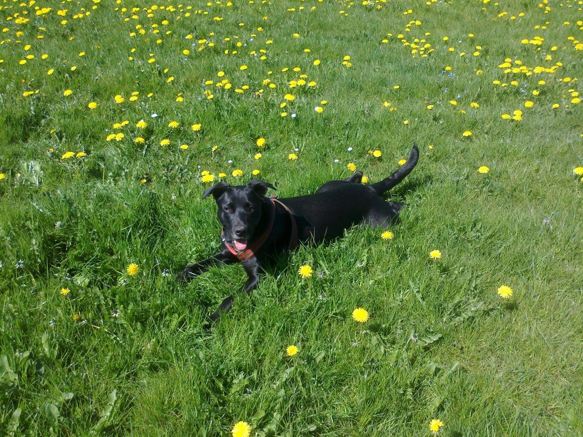 Blanding af racer Labrador/Samojede; Gia billede 1