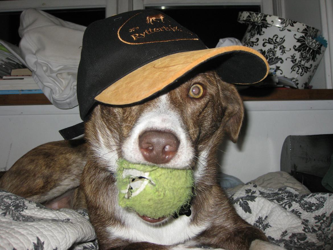 Blanding af racer Saxo billede 16