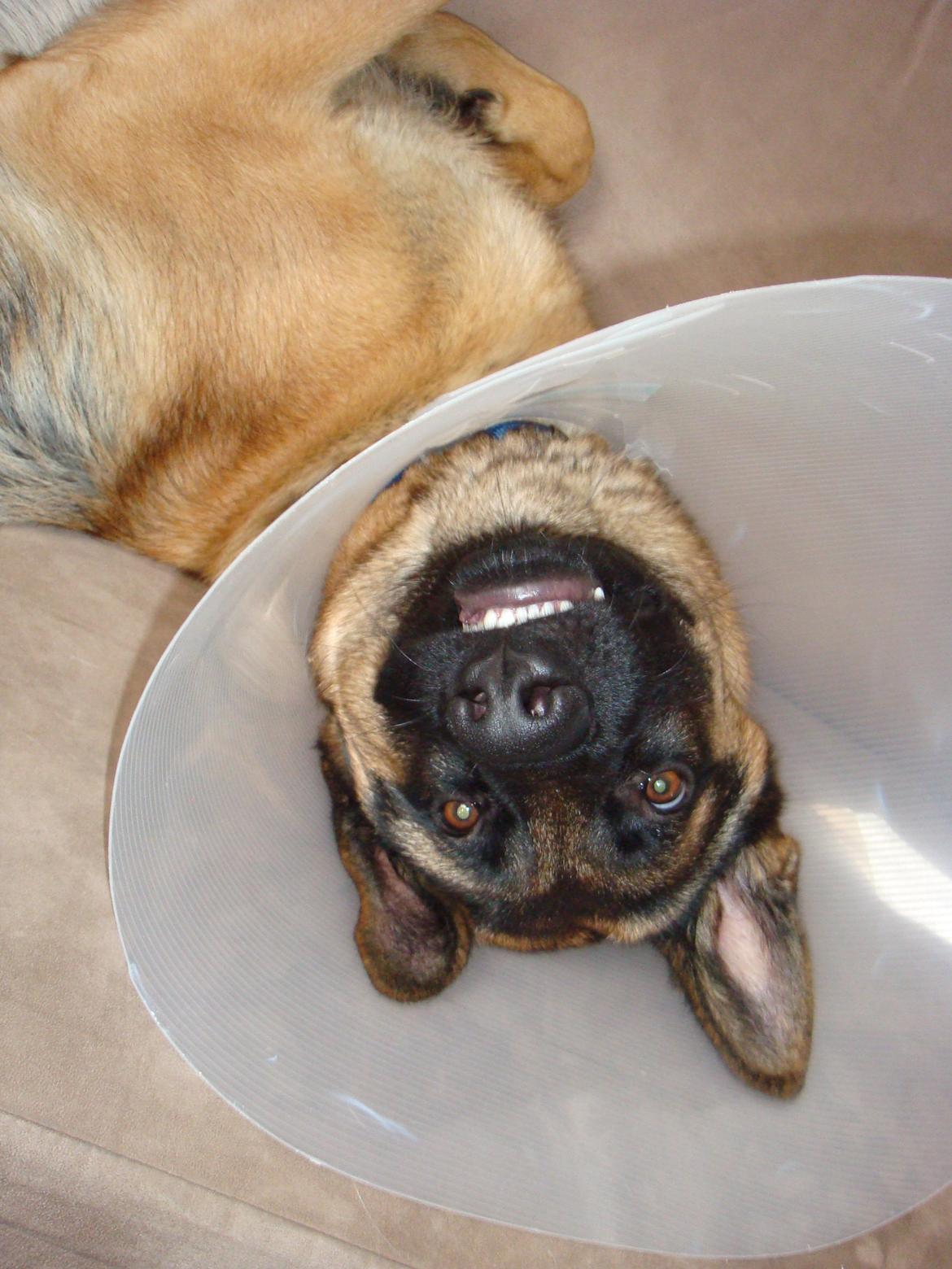 Schæferhund Tjeco Dario Andersen - Smill billede 1