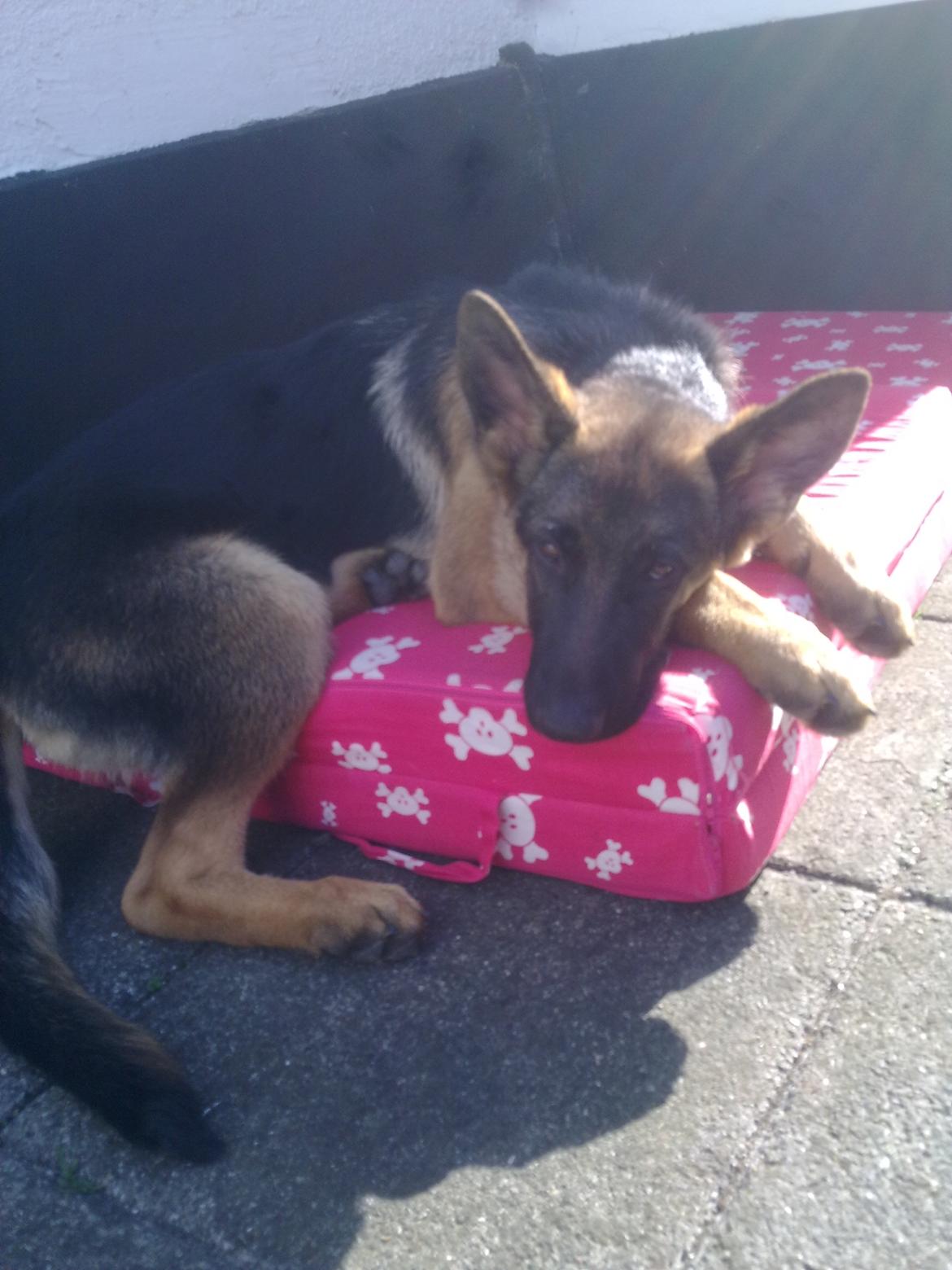 Schæferhund Tjeco Dario Andersen - Solbader billede 2