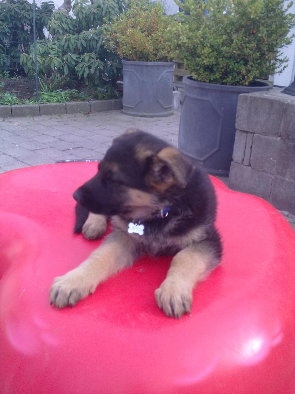 Schæferhund Tjeco Dario Andersen - 8 uger (: billede 3