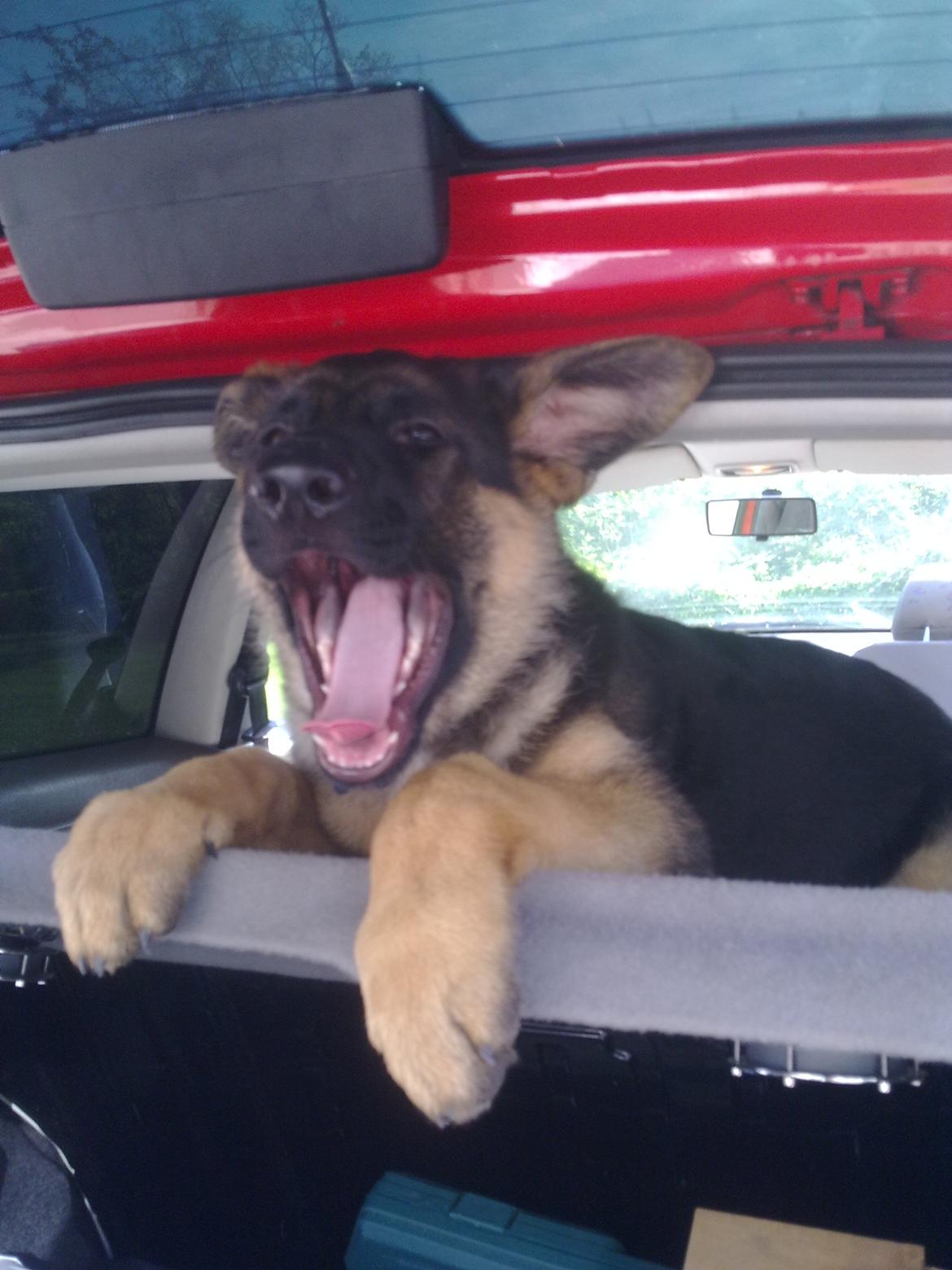 Schæferhund Tjeco Dario Andersen - Ud og køre bil (; billede 4