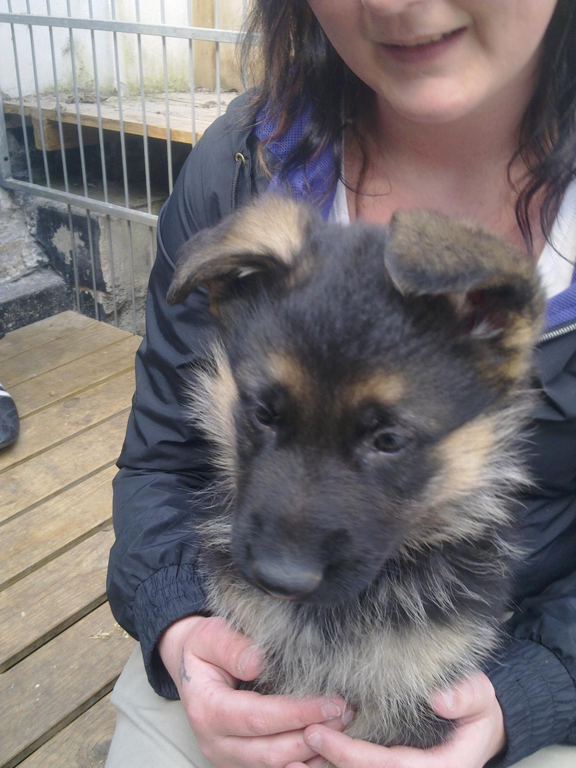 Schæferhund Tjeco Dario Andersen - Ca 6 uger gammel billede 5