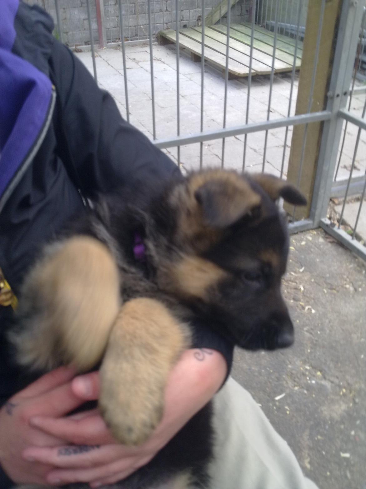 Schæferhund Tjeco Dario Andersen - lille Tjeco billede 6